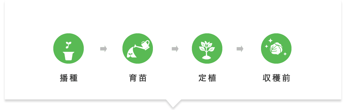 播種→育苗→定植→収穫前